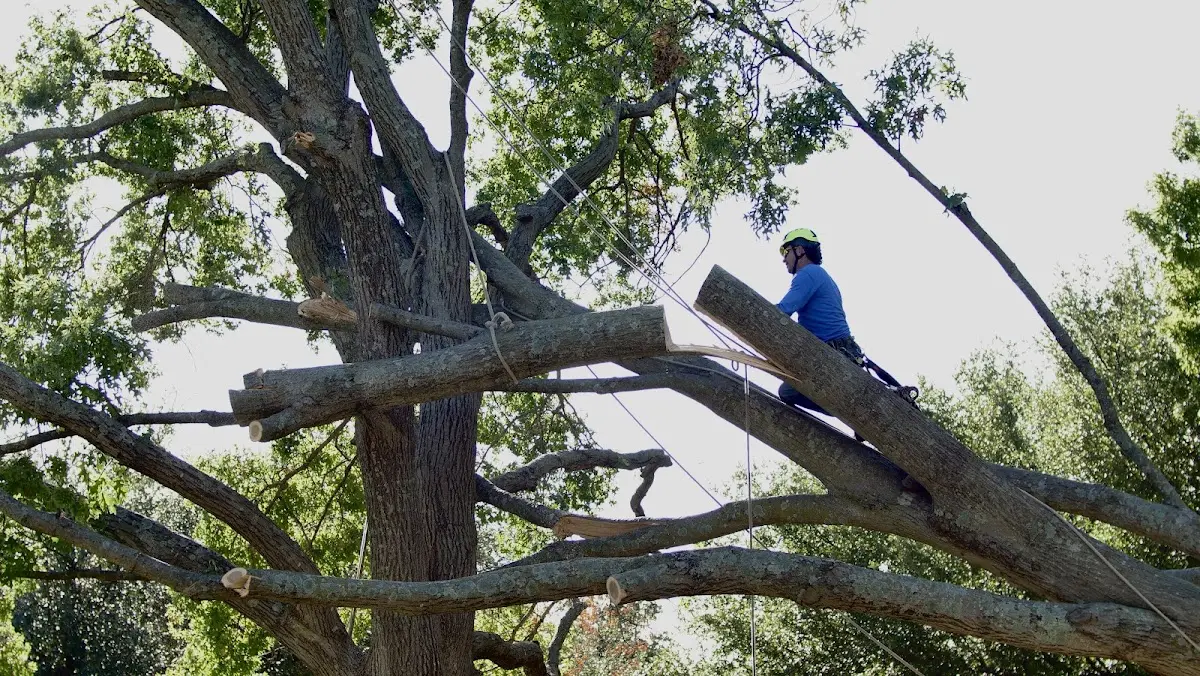 Professional Crown Thinning performed by certified arborists in Oreana